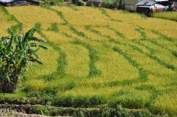 Nepal Autumn Tourism Season Has Officially Started: Best Time for Everest, Annapurna, Manaslu & Langtang Trekking